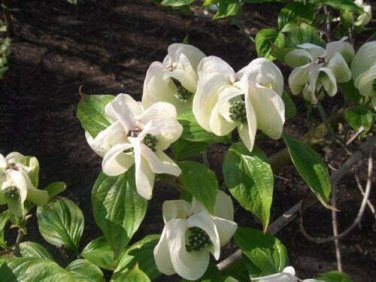 5 seed per pack Cornus florida var. urbiniana Magic Dogwood