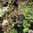 20 seed per pack Rubus glaucus Andean Raspberry Mora de Castilla