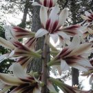 25 seed per pack Cardiocrinum giganteum Giant Himalayan Lily