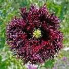 100 seed per pack Papaver hybridum Black Swan