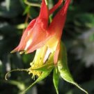 50 seed per pack Aquilegia canadensis Canadian or Wild Columbine