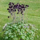 10 seed per pack Aquilegia vulgaris var. stellata plena Barlow-Series 'Black Barlow'