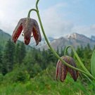 10 seed per pack Fritillaria affinis Checker or Chocolate Lily Mission Bells