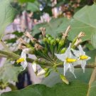 25 seed per pack Solanum torvum Turkey Berry Devil's Fig Pea Eggplant