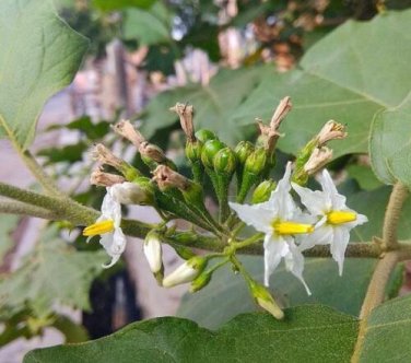 25 seed per pack Solanum torvum Turkey Berry Devil's Fig Pea Eggplant