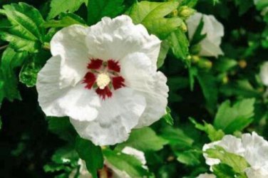 10 seed per pack Hibiscus syriacus Shrub Althea 'Red Heart' Rose of Sharon