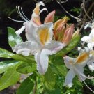 10 seed per pack Rhododendron occidentale Western or California Azalea