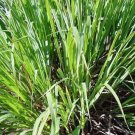 50 seed per pack Cymbopogon martini Indian Geranium Palmarosa Gingergrass