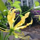 10 seed per pack Gloriosa superba lutea Flame or Climbing Lily