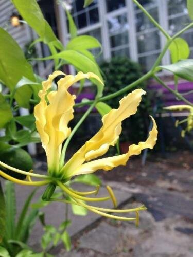 10 seed per pack Gloriosa superba lutea Flame or Climbing Lily