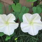10 seed per pack Ipomoea alba Moonflower Moon Vine Evening Glory