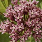 20 seed per pack Asclepias sullivantii Prairie Milkweed Smooth Milkweed