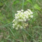 25 seed per pack Asclepias verticillata Whorled Milkweed Horsetail Milkweed