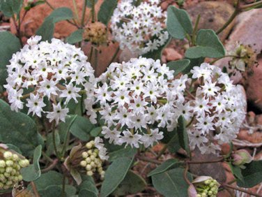 10 seed per pack Abronia fragrans Snowball Sand Verbena