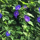 10 seed per pack Ipomoea purpurea Purple or Tall Morning Glory