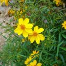 100 seed per pack Tagetes lemonii Copper Canyon Daisy Mount Lemmon Marigold