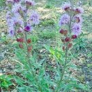 10 seed per pack Liatris ligulistylis Rocky Mountain or Meadow Blazing Star