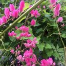 5 seed per pack Antigonon leptopus Coralita Bee Bush Coral Vine