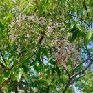 10 seed per pack Azadirachta indica Neem Tree Indian Cedar