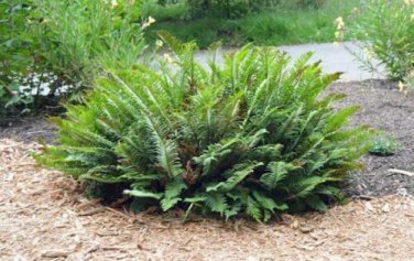 100 Spores seed per pack Polystichum munitum Western Sword Fern