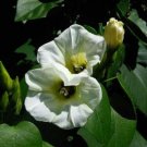 10 seed per pack Ipomoea corymbosa Christmas Vine Snakeplant