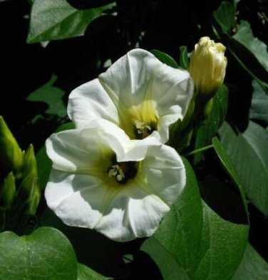 10 seed per pack Ipomoea corymbosa Christmas Vine Snakeplant