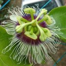 10 seed per pack Passiflora edulis Orange Giant Passion Flower