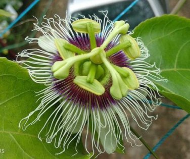 10 seed per pack Passiflora edulis Orange Giant Passion Flower