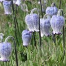 10 seed per pack Clematis hirsutissima Hairy Clematis Sugarbowls Leather Flower