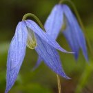 10 seed per pack Clematis columbiana Rock Clematis Wild Clematis