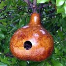 10 seed per pack Lagenaria Hard-shelled Gourd Calabash Birdhouse