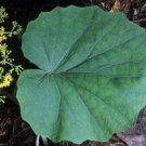 5 seed per pack Roldana gilgii Groundsel
