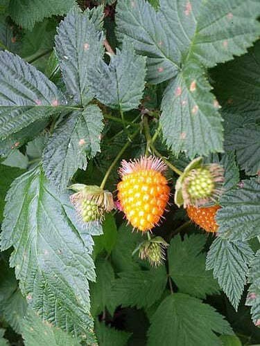 10 seed per pack Rubus spectabilis Salmonberry