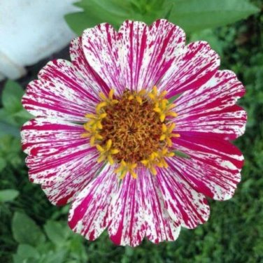 200 seed per pack Zinnia elegans Peppermint Stick