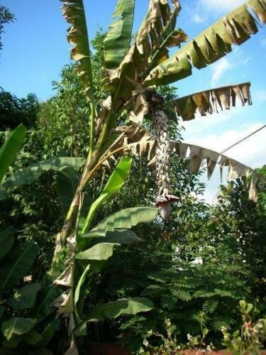 5 seed per pack Musa acuminata Wild Cavendish