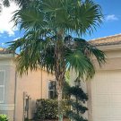 10 seed per pack Thrinax radiata Broad or Florida Thatch Palm