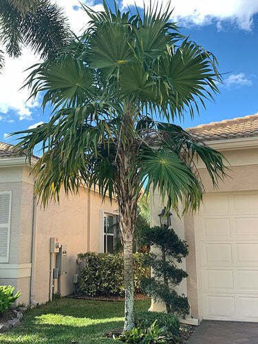 10 seed per pack Thrinax radiata Broad or Florida Thatch Palm