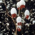 20 seed per pack Viburnum trilobum American Cranberrybush Crampbark Tree