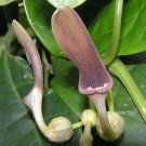 20 seed per pack Aristolochia tagala Indian Birthwort