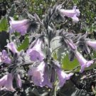 20 seed per pack Eriodictyon crassifolium Thick Leaf Yerba Santa