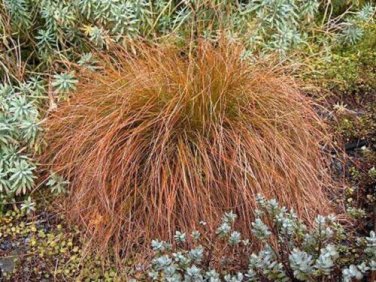 10 seed per pack Carex testacea Prairie Fire