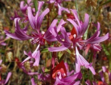 15 seed per pack Clarkia concinna Red or Pink Ribbons