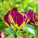 10 seed per pack Gloriosa carsonii Climbing or Creeping Lily