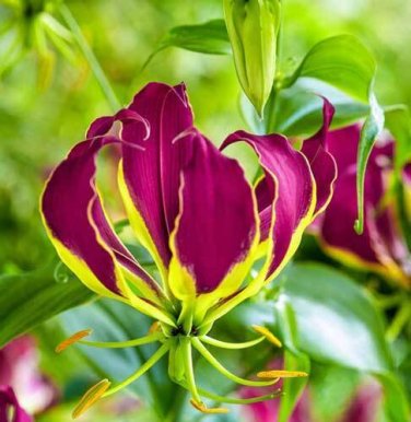 10 seed per pack Gloriosa carsonii Climbing or Creeping Lily