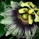 10 seed per pack Passiflora ligularis Sweet Granadilla Grenadia