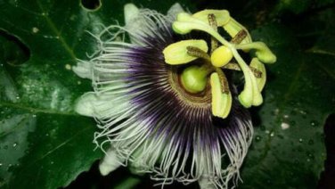 10 seed per pack Passiflora ligularis Sweet Granadilla Grenadia