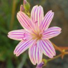 10 seed per pack Lewisia columbiana Columbia Bitter-Root Columbian Lewisia