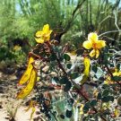 5 seed per pack Senna purpusii Baja California Senna