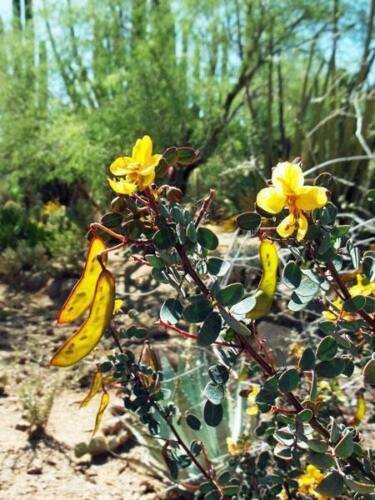 5 seed per pack Senna purpusii Baja California Senna