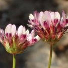 5 seed per pack Trifolium willdenovii Seaside or Tomcat Clover